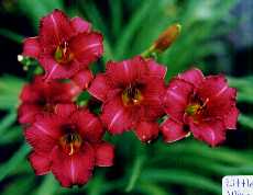 B_LittleWineCup.jpg (6645 octets)