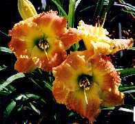 B_Matt.jpg (8554 octets)