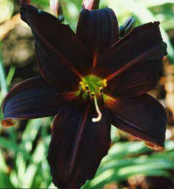 American_Revolution.jpg (12605 bytes)