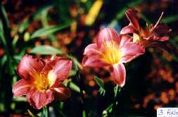 B_AsianArtistry.jpg (7757 octets)