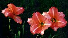 B_Attribution.jpg (5470 octets)