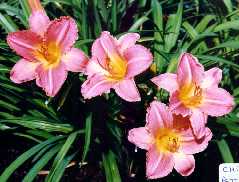 B_ChicagoPetticoats.jpg (10319 bytes)