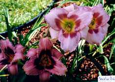 B_DecaturDictator_DesignerGown.jpg (10217 octets)