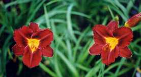 B_Dominic.jpg (7188 octets)