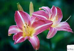 B_FuschiaDream.jpg (6279 octets)