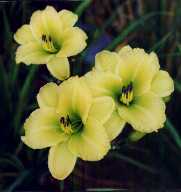 B_GreenFlutter.jpg (5181 octets)