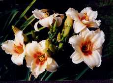 B_LittleShowoff.jpg (7668 octets)