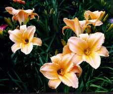 B_MagicWand.jpg (8929 octets)