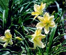 B_MintGreen.jpg (11080 octets)