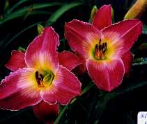 B_NairobiNight2.jpg (6420 octets)