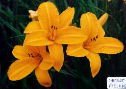 B_OrangePrelude.jpg (7272 bytes)