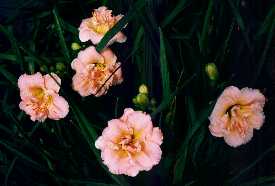 B_SiloamDoubleClassic.jpg (7580 octets)