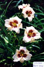 B_SiloamFairyTale.jpg (10756 octets)