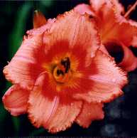 B_StrawberryCandy.jpg (6278 octets)