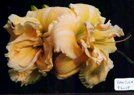 B_VanillaFluff.jpg (7475 octets)