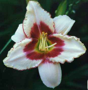 Chicago Picotee Lace