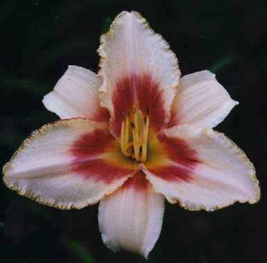 Chicago Picotee Promise