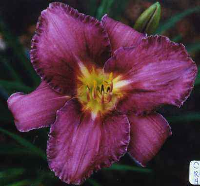 Chicago Royal Heritage