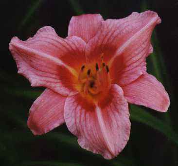 Decatur Cherry Smash