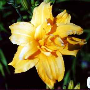 Double_Crown.jpg (9330 bytes)