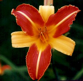 Frans_Halls.jpg (17646 bytes)