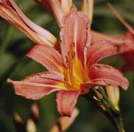 Fulva.jpg (7447 bytes)