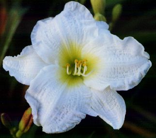 Gentle_Shepherd.jpg (15857 bytes)