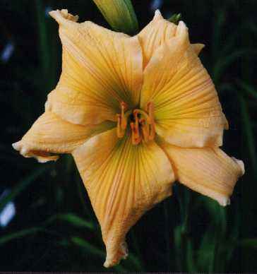 Jean_Wise.jpg (12160 bytes)