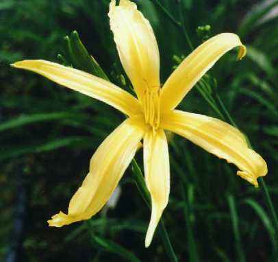 Kindly_Light.jpg (14215 bytes)