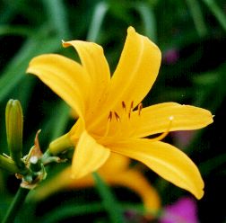 Hemerocallis midendorffii