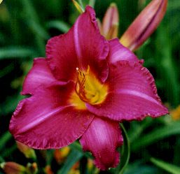 Olive Bailey Langdon