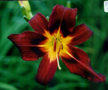 P&D Bourgogne St-Boniface