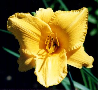 P&D Jaune Dor Frippe