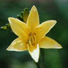 P&D Jaune St-Boniface