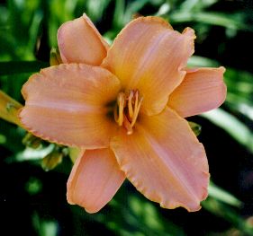 P&D Rose Corset Centre Jaune