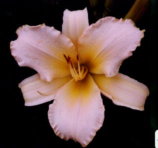 P&D Rose Ple Centre Jaune