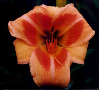 Real_Wind.jpg (16494 bytes)