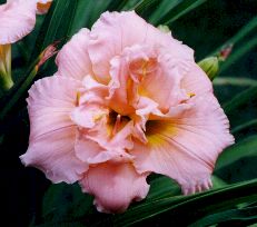 Siloam Double Classic