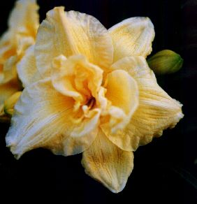 Siloam Double Delight