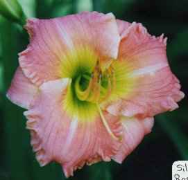 Siloam_Rose_Dawn.jpg (6606 bytes)