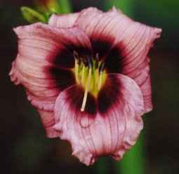 Siloam_Tee_Tiny.jpg (6035 bytes)