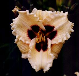 Siloam Ury Winniford