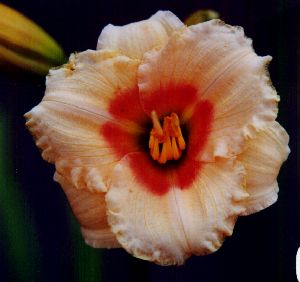 Siloam Virginia Henson