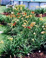 12_PlateBandePeanut.jpg (16973 octets)